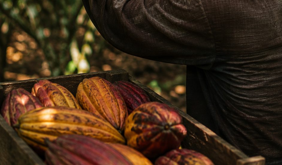 Mazorcas de cacao de colores en un cajón de madera